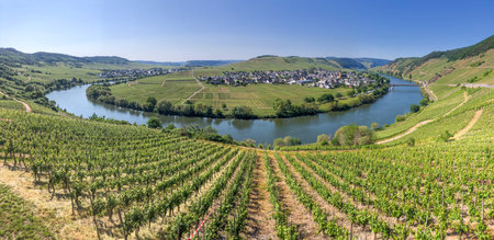 scenic Moselle river bend in Trittenheim, Germany in spring timeの写真素材