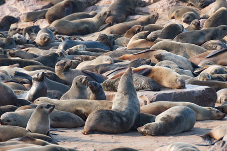 skeleton coast fur seal colony at Cape Cross Namibiaの写真素材