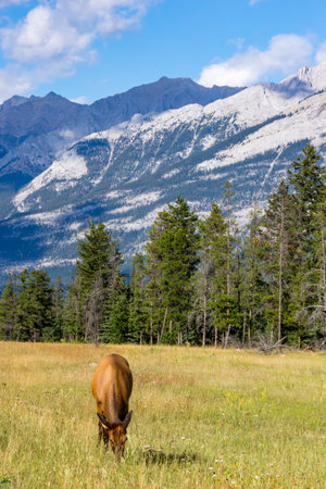 scenic landscape at goats and glaciers viewpoint in Canadaの写真素材