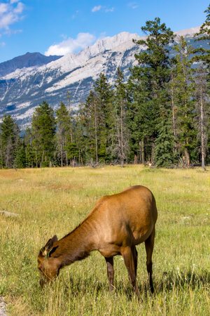scenic landscape at goats and glaciers viewpoint in Canadaの写真素材