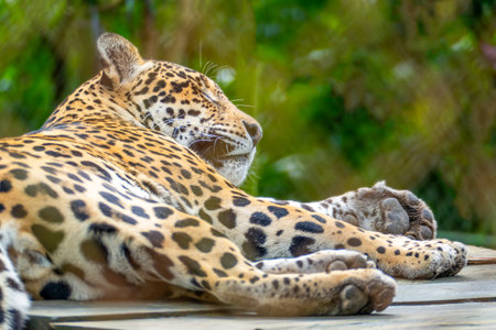 lazy cheetah resting on an old wooden bench