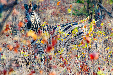 Zebras in the wildernessの写真素材