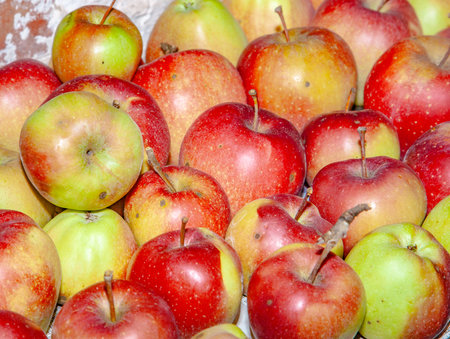 apples are stored in the cellar to keep freshの写真素材