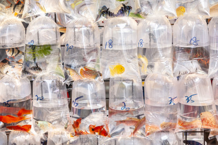 Bags of living fishes for sale at a fish aquarium market downtown Hong Kongの写真素材