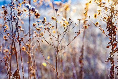 frozen plants in meadow with backlight in wintertimeの写真素材