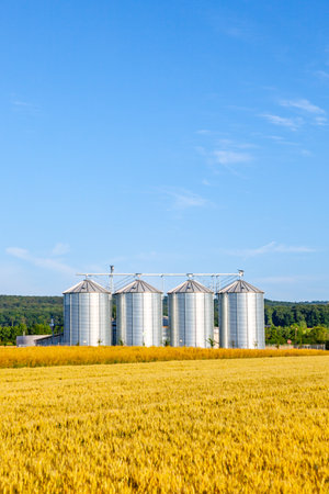 four silver silos in ripe corn field in autumnの写真素材