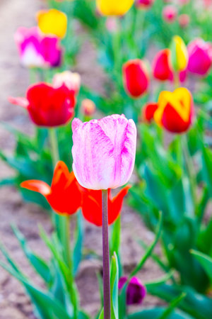 Spring field with blooming pink and red colorful tulipsの写真素材