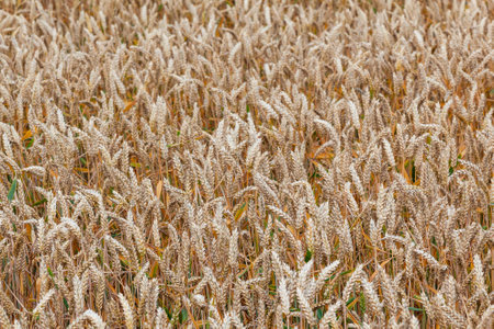 golden field in beautiful lightの写真素材