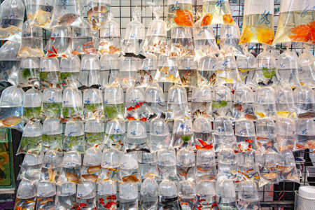 Bags of living fishes for sale at a fish aquarium market downtown Hong Kongの写真素材