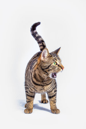 hungry catの写真素材