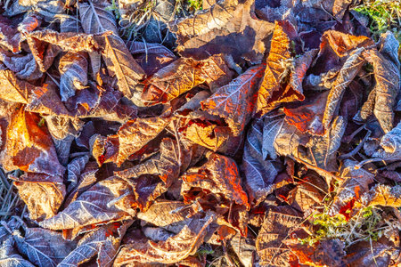frozen plants in meadow with backlight in wintertimeの写真素材