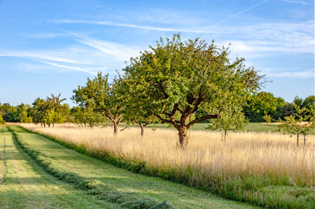 beautiful typical apple tree in meadowの写真素材