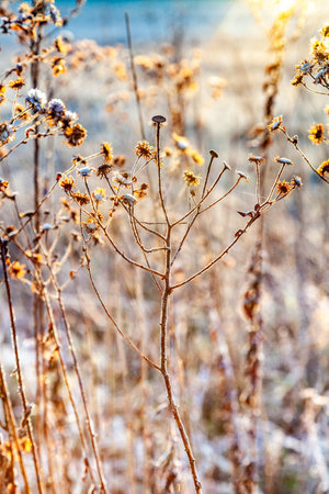 frozen plants in meadow with backlight in wintertimeの写真素材