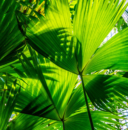 beautiful green palm leaves of tree in sunlightの写真素材