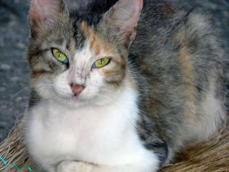 Cat on a broomの写真素材