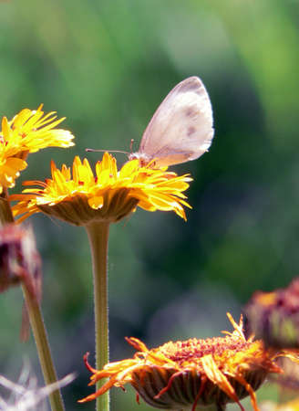 butterflyの写真素材