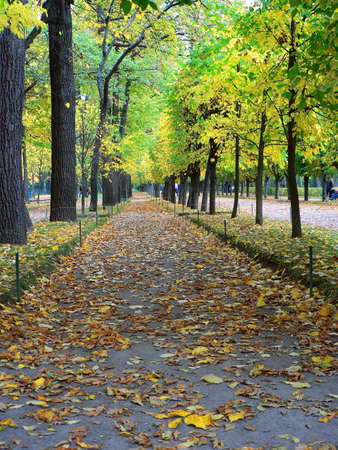 Autumn avenue in Peterhofの写真素材