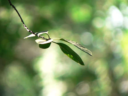 Teleshooting of a leaf of a cherryの写真素材