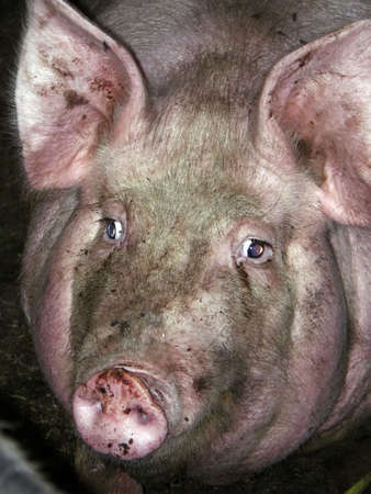Pigの写真素材