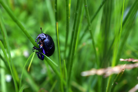 Dor Beetle climbing up a blade of grassの写真素材
