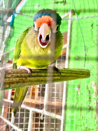parakeet opening its beak and sticking its tongue out at the camera. funny parakeet