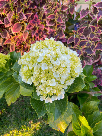white hydrangea flower closeup. common name hortencia