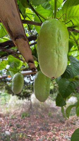 Close-up of a fresh Granadilla fruit (Passiflora quadrangularis), showing its large oval shape and...