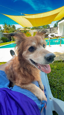 Cute dog on sun lounger at swimming pool in tropical resortの写真素材