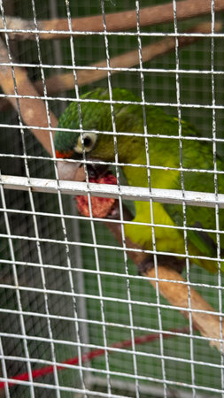 Parrot in a cage at the zoo, closeup of photo unfocused