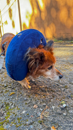 Small dog with a blue inflatable e-collar, looking up with expressive eyes. Photo of animal care, veterinary recovery, and medical pet accessories.の写真素材