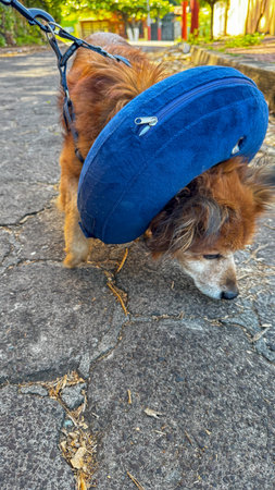 Small dog with a blue inflatable collar, looking up with expressive eyes. Photo of animal care, veterinary recovery, and medical pet accessories.の写真素材