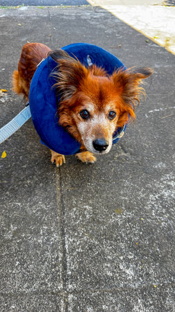 Small dog with a blue inflatable e-collar, looking up with expressive eyes. Photo of animal care, veterinary recovery, and medical pet accessories.の写真素材