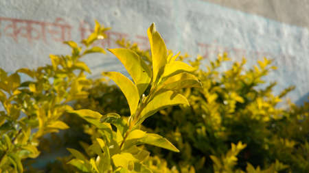 yellow leaves choisya ternata sundance in bright light sunkissed