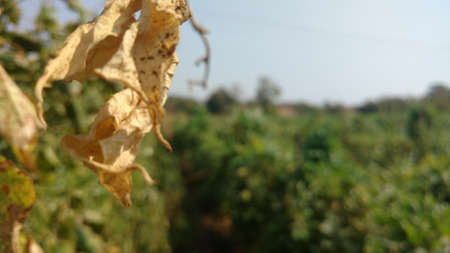 dry leaves of common bean closeup from indian farm, dried out yellow color leavesの写真素材