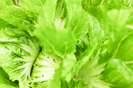 cabbageの写真素材