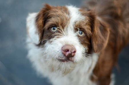 A portrait of beautiful and kind stray dog