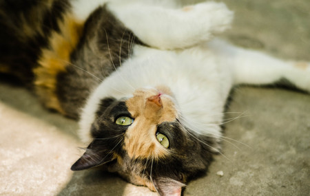 A stray cat lying on the ground, gray background