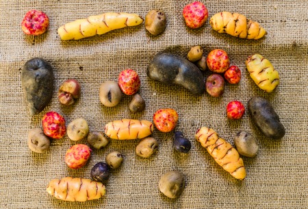 Colorful Bolivian and Peruvian potatoes and tubers on rustic brown backgroundの写真素材