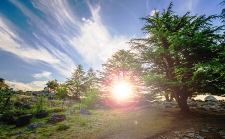 Colorful landscape nature photo of trees on a mountainの写真素材