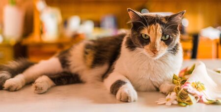 A beautiful and cute tricolor calico cat. Selective focusの写真素材