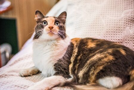 A beautiful and cute tricolor calico cat. Selective focusの写真素材