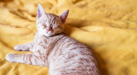 Close up of a cute orange tabby kitty cat sleepingの写真素材