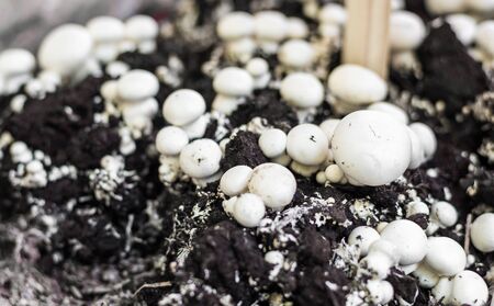 Button mushrooms growing from fungus mycelium at a street food marketの写真素材