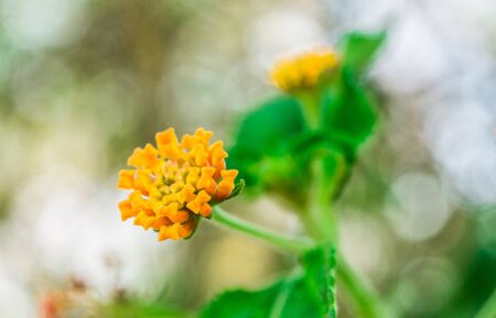 Colorful yellow flower in the forest on a sunny day.の写真素材