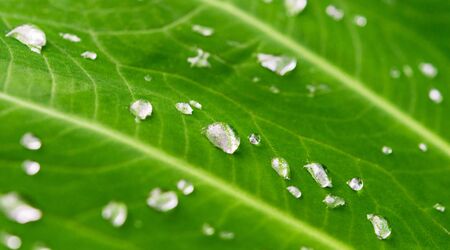 Colorful macro photo of water rain drops on a plant with green leavesの写真素材