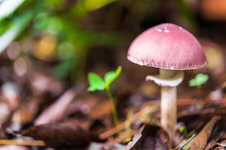 Macro purple mushroom growing in the autumn forest amidst grass and leavesの写真素材