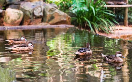 White cheeked pintail summer ducks wildlife animal in a row in nature.の写真素材