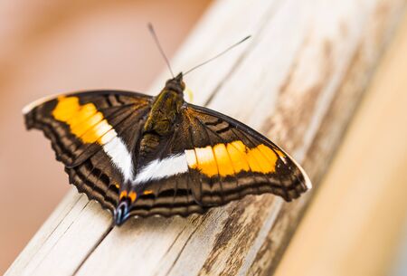 Close up macro photography of a colorful butterflyの写真素材