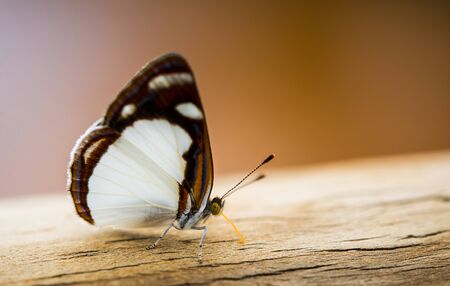 Close up macro photography of a colorful butterflyの写真素材