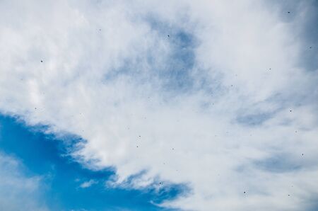 Abstract skyscape background with white cumulus clouds with flying birdsの写真素材